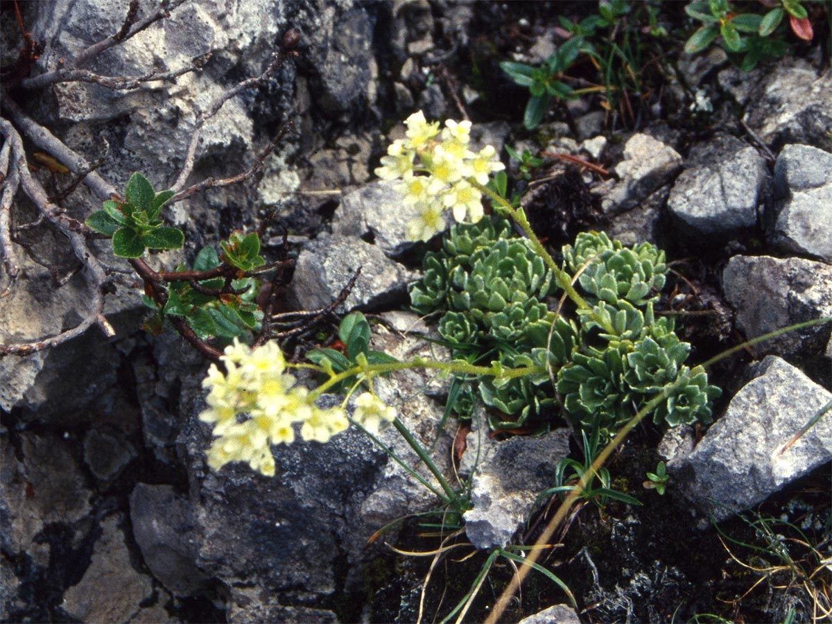 Saxifraga paniculata